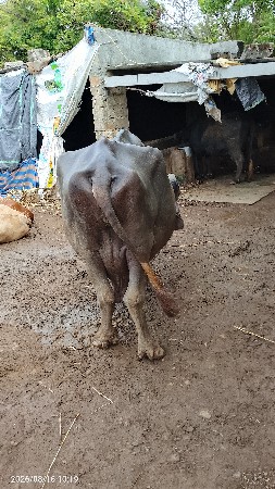 જાફરાબાદી ભેંસો લેવા માટે મડો