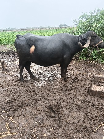 ભેંશ.વેશવવાનીછે.