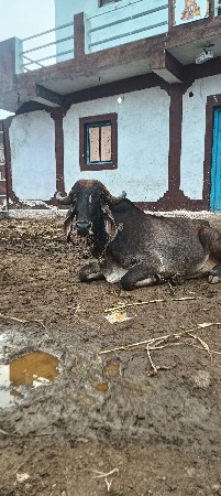 8 મહીના ગાભણ છે સાટા માં