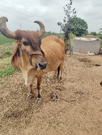 9 મો મહિનો ચાલુ