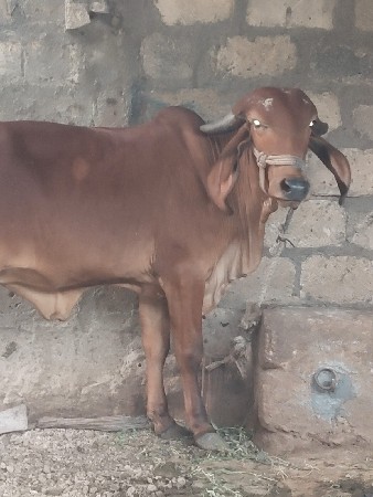 હોડકી વેચવાની છે