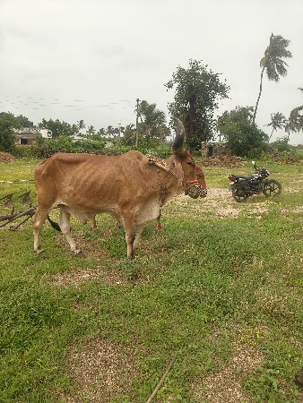 બેય હાવ હોજા હાલવામાં કાંઈ નો ઘટે