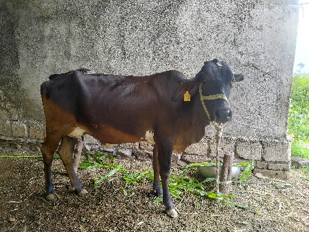 ગાય વેશવાનિ