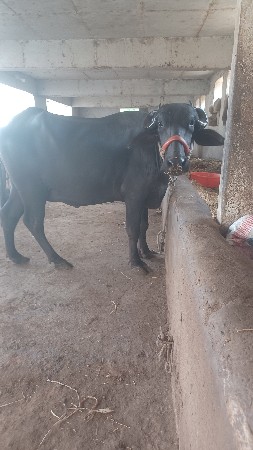 ભેસ વેસવાની છે