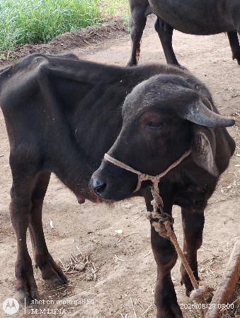 પાડો વેચવાનું છે