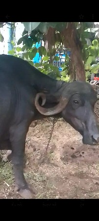 આ ભેંસ વેચવાની છે