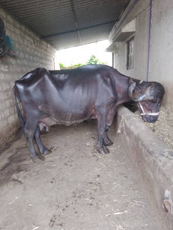 ભૈસ વેચવાની છે