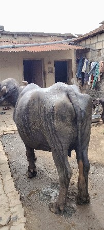 ભેંસ