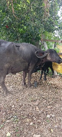 ભેંસ વેચવાની છે