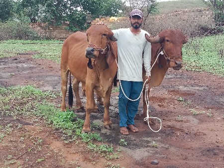 હાલતાં ગોઢલા