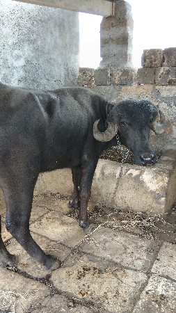 બે ખડેલી વેચવાની છે
