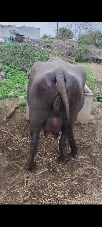 20 દીવશ ની કાચી