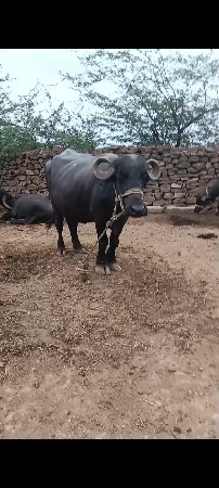 બીજું વેતર ભેસ