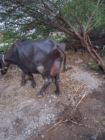 ભેસ વેચવાની