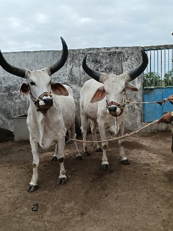 ગોધલા વેચવાના છે