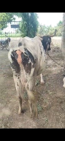 3 વેતર