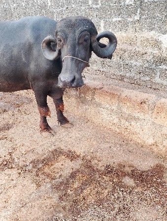 વેચવાનું છે