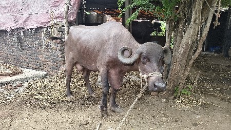 ભૈસ વહેંચવાની છે