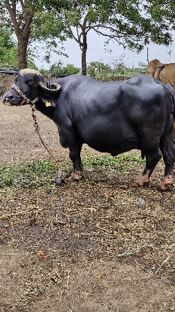 આ ભેંસ વેચવાની છે