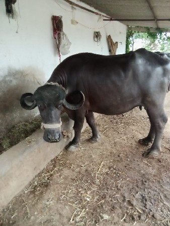 રામભાઈ ડેર