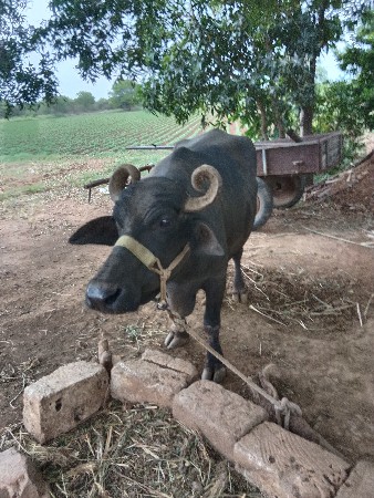 ત્રીજુ વેતર વ્યાસે