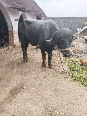 પાડો