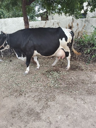 hf ગાય