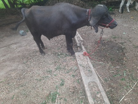 પાડો