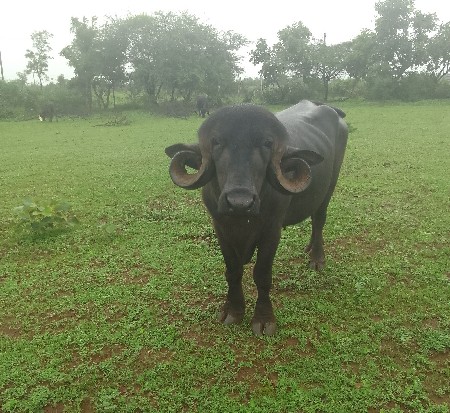 પાડો વેચવાનો છે