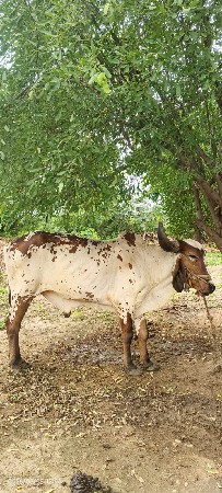 ગોઢલા વેચવાના છે