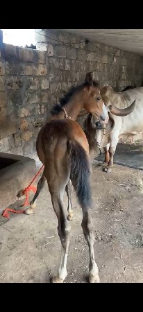 વસેરો વેચવાનો છે