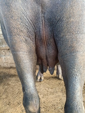 ભેંસ વેસવાની છે