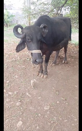 ભેંશ વેચવા ની છે