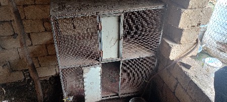 કબુતર . કુકડા
