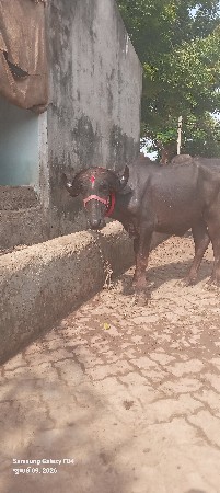 આ ખડેલી વેચવાની છે