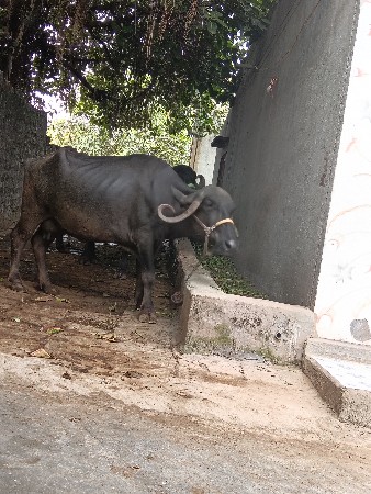 bareja gam bhare Gam