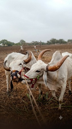 બળદ વેચવાના છે ટોટલ જવાબદારીથી કિંમ