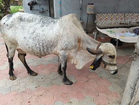 Bdhi javabdari thi devani se