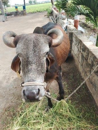 ગાય વેચવાની છે