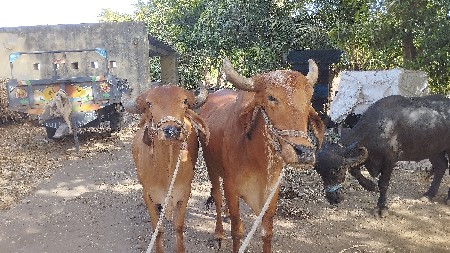 બ‌ડદ  વેચવાના છે
