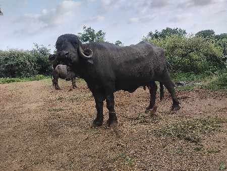 ભેંસ વેચવાની છે