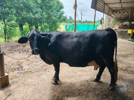 જરશી ગાય