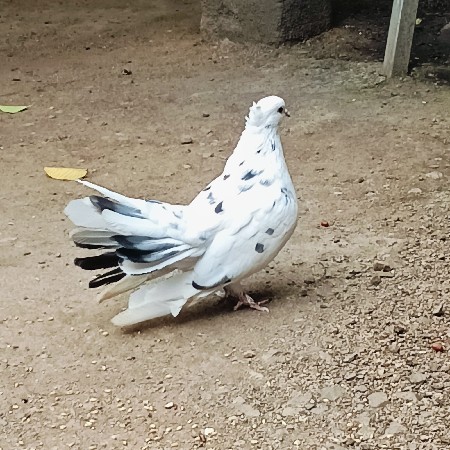 કબુતર વેચવાનૂ હે મોર પીસ