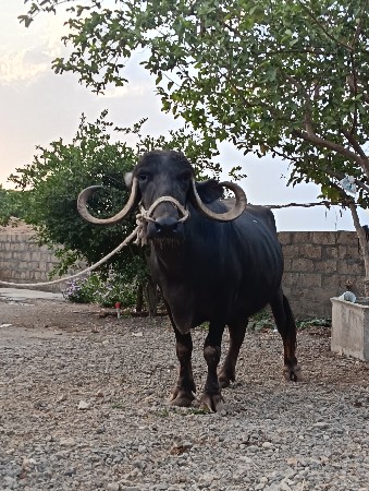 ભેંસ વેચવાની છે.