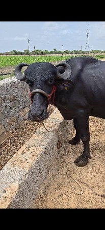 15 દિવસની કાચી