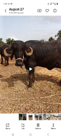 3ભેસુ વેસવાની 1, એક ભેંસ વાણેલી