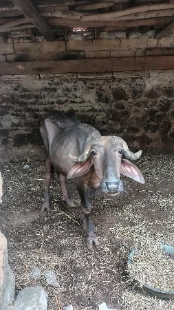 વેચવાની છે દોઢ વર્ષની વાડી છે