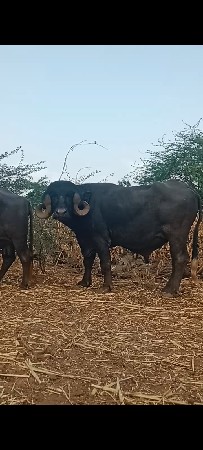 પાડો વેચવાનો છે