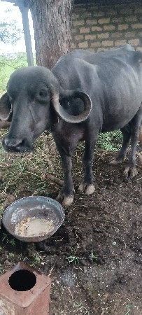 ભેસ વેચવાની છે.