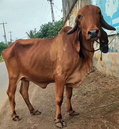 4 ગીર હોડકી વેસવાની સે
